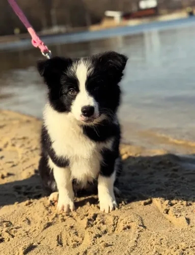 Seu novo melhor amigo pode ser um Border Collie!
