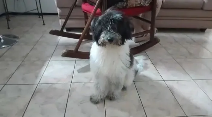 Filhotes de poodle