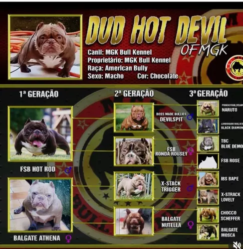Venda cobertura american Bully 