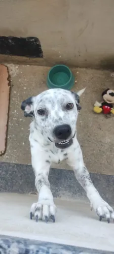 Cachorra