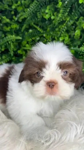 Lhasa apso macho chocolate seu melhor amigo 