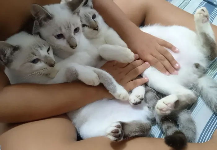 Para adoção, 3 gatos siamêses de 7meses