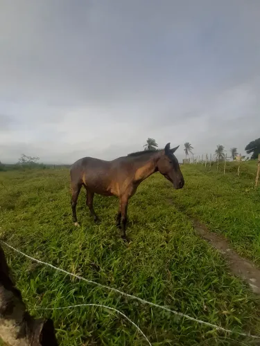 Égua a venda