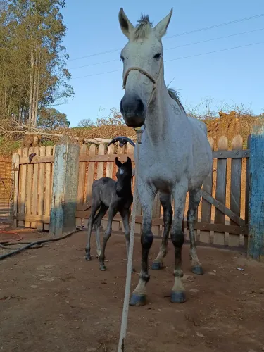 Cavalo 