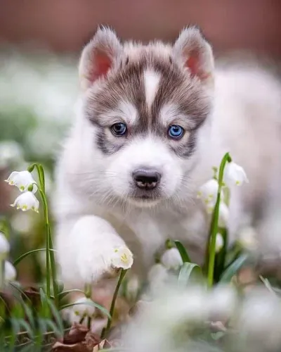 Husky Siberiano - Faça Esse Dia Das Mães Ser Inesquecível
