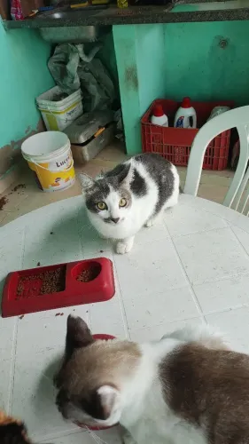 Gato para adoção 