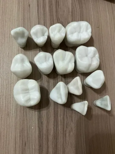 Dentes modelos de porcelana
