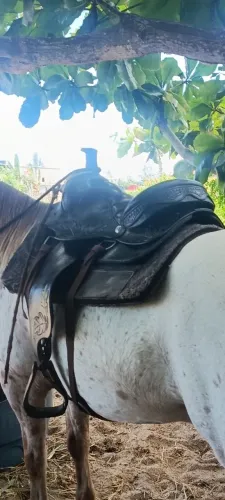 Vendo sela quarto de milha da grande