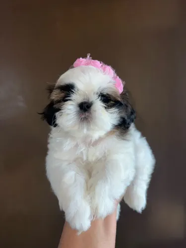 Vende-se lindas fêmeas de shih tzu