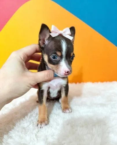 Pinscher Princesinha Encantadora