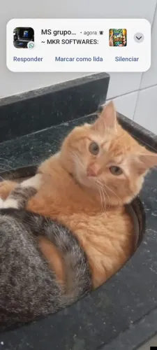 PROCURASSE GATO LARANJA 