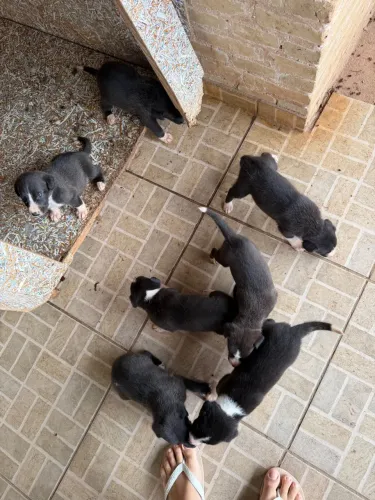 Vendo Filhotes de Bordercollie