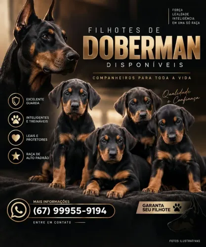 Vendo filhote de doberman