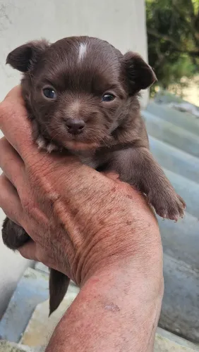 Chihuauha