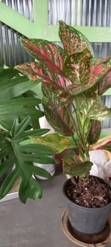 Vendo Plantas diversas