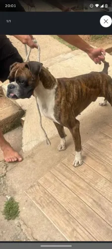 Vendo Boxer macho