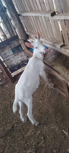 Venda de filhotes macho de cabra