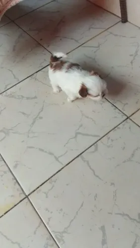 Cachorrod