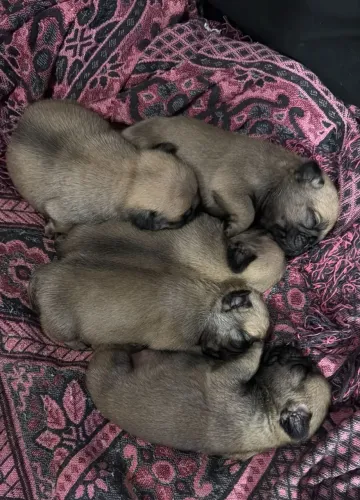 Filhotes de Pug 