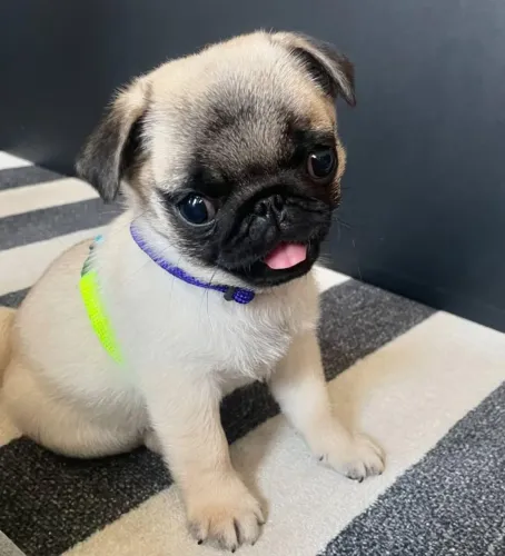 Filhote Pug, Pequenos Travessos Cheios de Amor Para Dar!