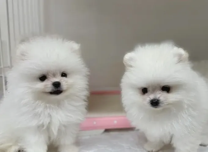 Cachorro Lulu da Pomerania promoção semanal para quem quer amor em casa