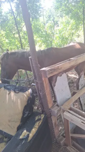 Vendo cavalo