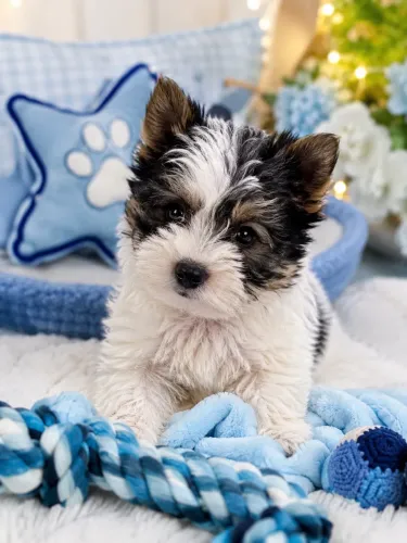 Tamanho padrão! Filhote de yorkshire biewer terrier