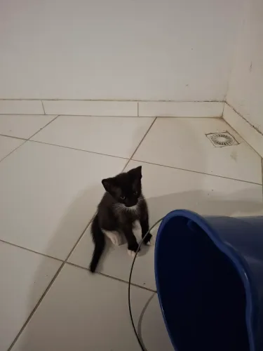 Doa-se lindos gatinhos 