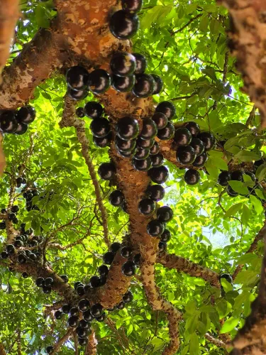 Mudas de Jabuticaba