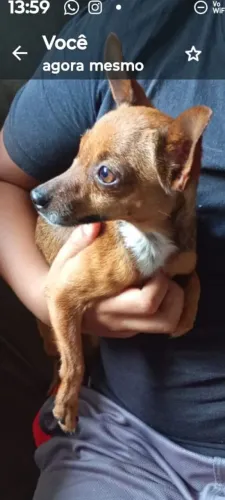 Vendo pincher fêmea número 1