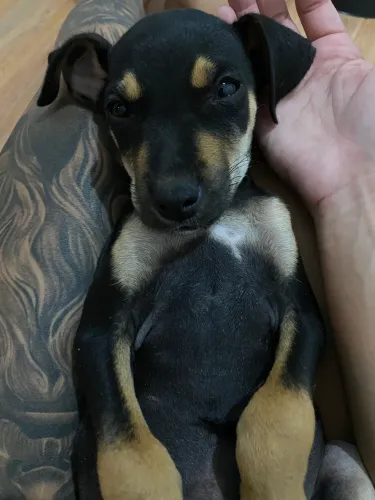 Adote esse cãozinho 
