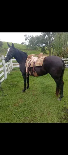 Égua mangalarga