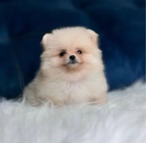 Spitz Alemão Anão Ursinho