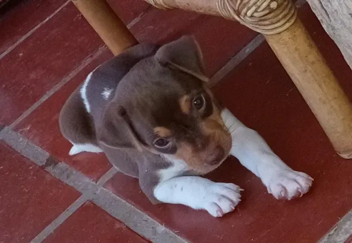 Terrier Brasileiro /Fox Paulistinha ?