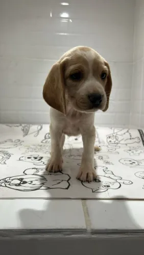 Filhote de Beagle o companheiro que leva energia e felicidade para seu dia