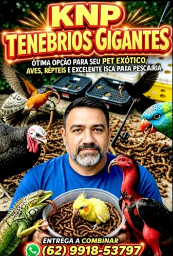 Lavar de Tenébrios gigante