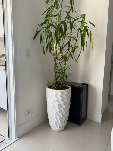 Vaso branco grande com bambu da sorte