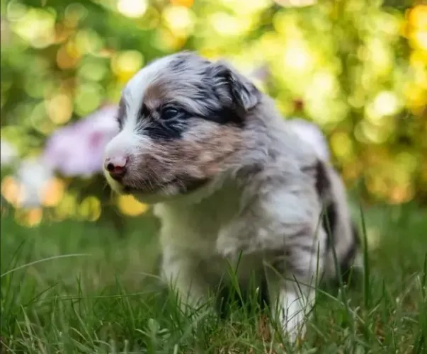 Filhotes de Border Collie | Amor em forma de companhia