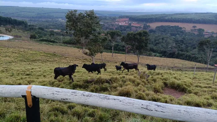 Vendo 6 novilhas guzerá