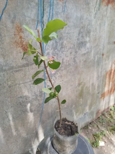 Acerola feita de alporquia