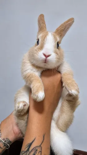 Coelho fêmea 3/4 meses 