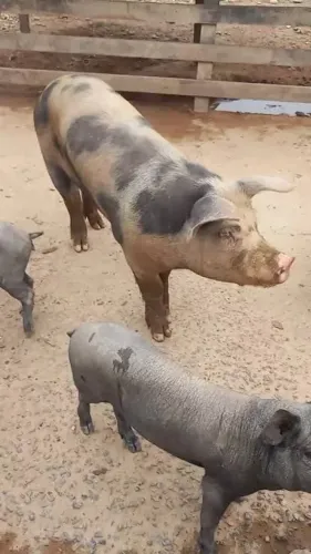 doação de porco caipira