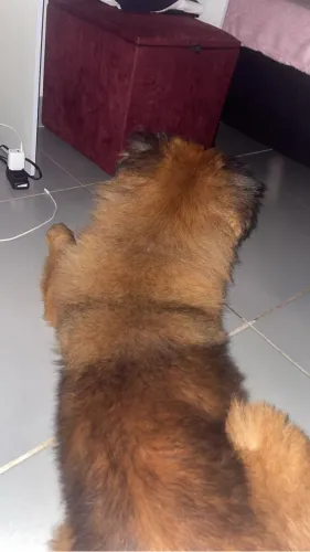 Chow chow para doação 