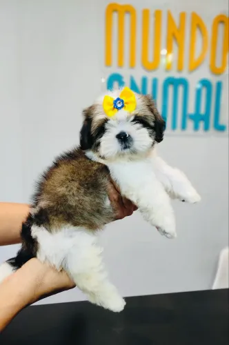SHIH TZU COM PEDIGREE EM ATÉ 10 X