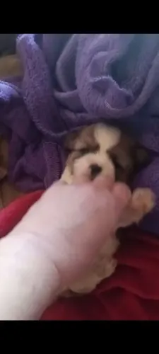 Shitzu