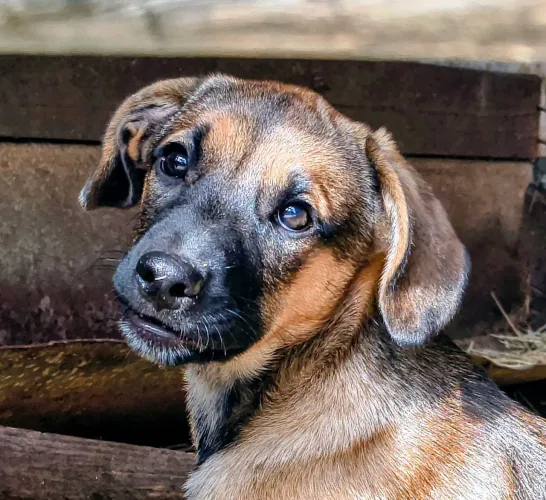 Doação de uma pequena abandonada