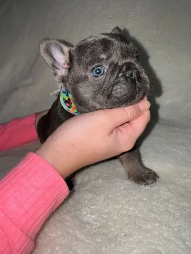 Filhotes Bulldog Francês BLUE