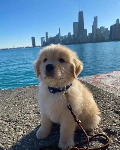 Golden Retriever - Um Dog Que Combina Com Carinho, Cuidado E Presença 