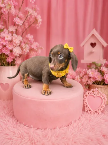 Dachshund macho e fêmea chocolate arlequim pedigree