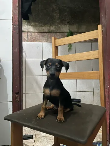 Cachorro PINSCHER